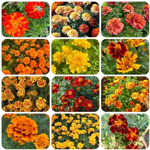 semillas de caléndula perenne cubierta perenne resistente de caléndula, tagetes patula, decorativas para balcón en resistentes 500pcs