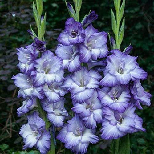 Gladiolo que no requieren pregerminación, Gladiolo Rizoma, Perfectas para Jardines, Tolera el frío.Hojas altas y grandes. -10 Gladiolus-H