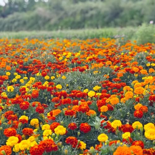Semi di calendula biologici - resistente giardino vecchie varietà 550pcs