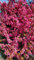 Malus COCCINELLA® 'Courtarou'/ Pommier d'ornement COCCINELLA® 'Courtarou' / Conteneur de 3 à 4 litres