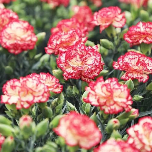 2000 Stück Nelkensamen, Samen der Nelke, Pflegeleicht & Winterhart Blumensamen, Balkonpflanzen für Sichtschutz, Blumenwand und Terrasse​, Ideale Garten Pflanzen, Balkon Pflanzen (Orange)