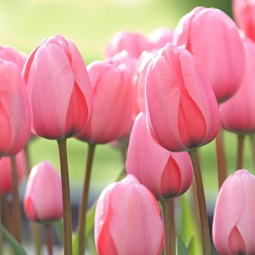 Tulip Pink Impression (20 Bulbs) Early Blooming,12/+cm,Now Shipping!