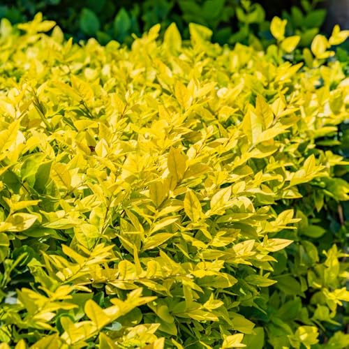 semillas de aligustre - jardín perennes balcón exóticas 120pcs