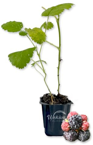 Mysore Raspberry Bush - Live Starter Plant in a Growers Liner - Rubus Niveus - Edible Fruit Tree for The Garden and Patio