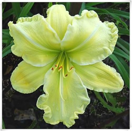 Hemerocallis Perennes: Rizomas Llamativos/Excelentes para Jardín ＆ Plantación en Interiores/Exteriores-e-8 Rizomas