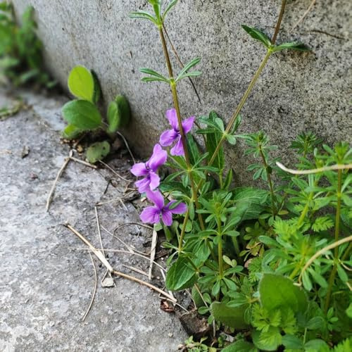 duftveilchensamen - balkon topfblumen duftveilchen wohnzimmer deko 350pcs