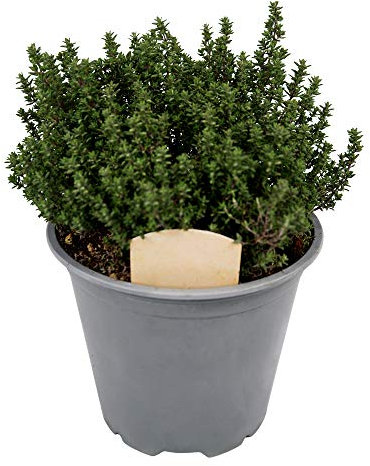 Large Thyme Plant in a 14cm Pot - for Culinary Use - Upright and Bushy Thymus Plant