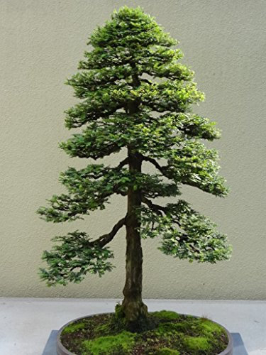 15 Seeds Sequoia Sempervirens (Sequoia Coast Redwood Tree)