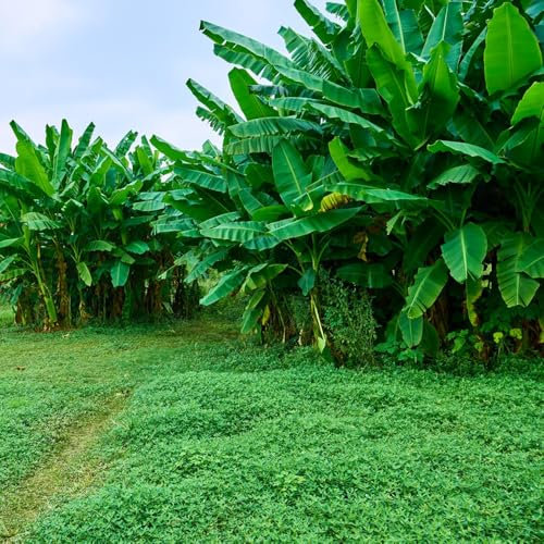 bananenbaum winterhart - samen bananensamen bananenpflanzen bonsai baum kübelpflanzen winterhart mehrjährig säulenobstbäume bananenbaum winterhart obstbäume bananenpflanze 25pcs