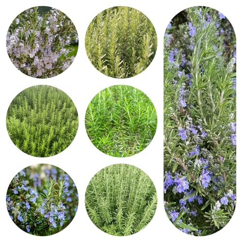 semi di rosmarino - giardino roccioso resistenti in vaso balcone rialzato con letto 500pcs