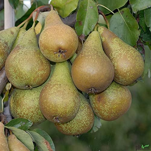 Balkonobst Birne Conference - Terrassenobst Birnenbaum, 80-120 cm Lieferhöhe | Endhöhe bis 300 cm | Saftige, Birnen Frischverzehr und Verarbeitung | Befruchter Gute Luise, Köstliche, Williams Christ