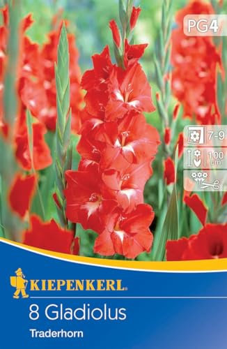 Kiepenkerl Großblumige Gladiole Traderhorn - Elegante Blumenzwiebeln für Prachtvolle Gartenbepflanzung, Ideal als Schnittblumen, Schneckenresistent, Einfach zu Pflanzen