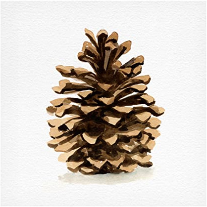 Trademark Fine Art 'Conifer Cone I' Canvas Art by Emma Caroline 24x24
