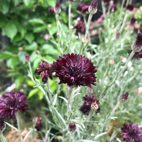 Semi di fiordaliso perenni resistenti, Centaurea cyanus, per esterno all'inverno di perenni resistenti da seme 200pcs