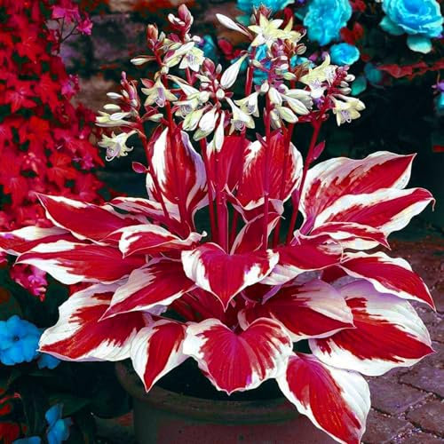 winterharte, Funkien, Knollen, Funkien, zwiebeln, Stauden, dekorative Zierblumen, lebende Pflanzen, Stauden, winterharte Funkien, seltene Pflanzen, natürliche Rhizome-4 zwiebeln-A