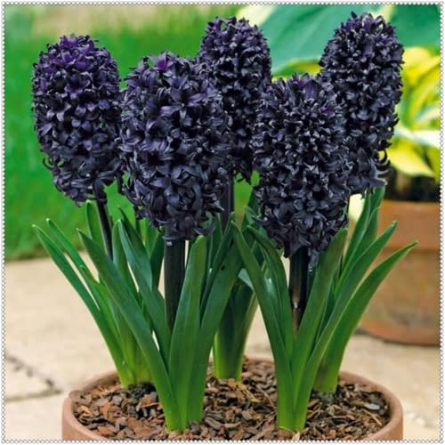 Tubérculos de Jacinto Resistentes- Jacinto Perenne- Fácil de Cultivar- Rizomas de Jardín Seleccionados- Prospera en Macetas-5 Rizomas-E