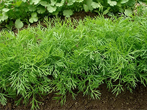 Aneto aromatica semi in busta