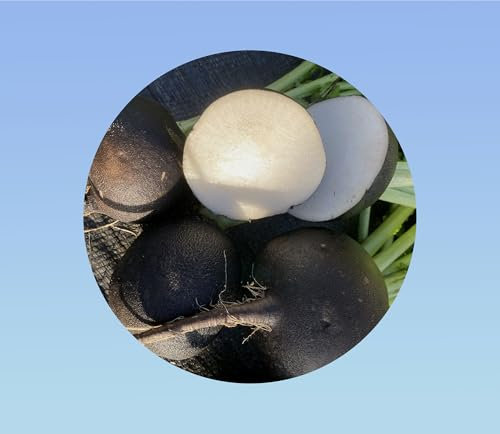 200 graines Radis rond noir hiver - radish - radis gros rond hiver noir - black globe -