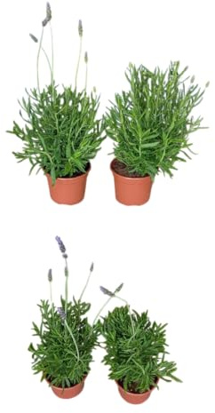 Pack Aromáticas 4 Plantas de Lavanda Naturales Plantas Aromáticas de Exterior Fáciles de Cuidar