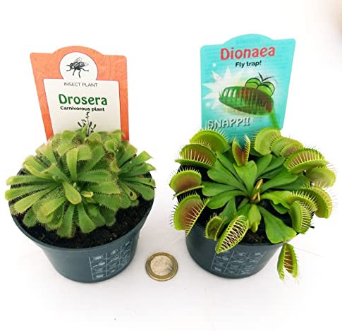 POWERS TO FLOWERS - DROSERA ALICIAE e DIONAEA MUSCIPULA, 2 PIANTE, VASO 10CM, piante vere