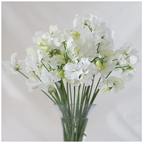 PREMIER SEEDS DIRECT - Sweet Pea Seeds - PARFUME - White Supreme (25 Seeds)
