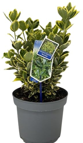 Evónimo Aureus Arbusto de Hojas Variegatas Natural y Resistente Para Jardines y Terrazas