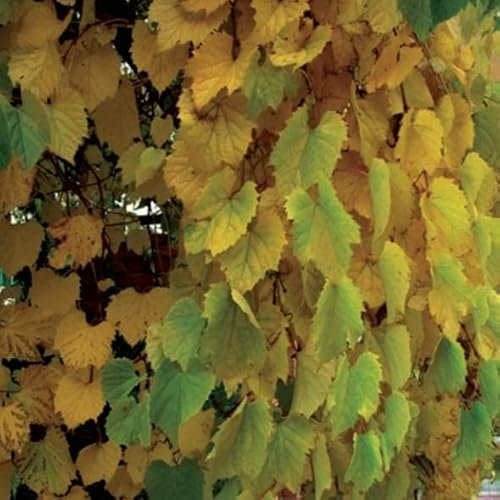 Duftende Weinreben 2L Garten Pflanze mit Schönen Blüten - Die Perfekte Dekoration für Ihr Grundstück - Für Anfänger und Professionelle Gärtner - Leckeres und Gesundes Obst