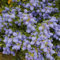 1 x Ceanothus 'Herbstblau' immergrüner Strauch winterharte Gartenpflanze im Topf