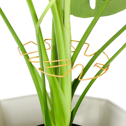 Yeomant 6PCS Monstera Plant Support, Uniquely Designed Indoor Plant Accessories, Stable Plant Support Stakes for Indoor Plant, Turtle Shell Bamboo Clamp Set for Thriving Growth