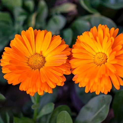 semi di calendula, resistenti giardino, varietà antiche esotiche 350pcs