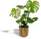 Hello Plants - Monstera Deliciosa - Planta de agujeros - 80cm alto , 21Ø - Planta de interior - Plantas tropicales - Planta de limpieza - Recién salido de la guardería