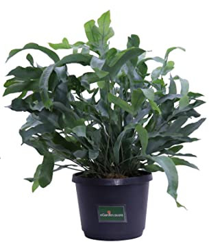 Pianta di Phlebodium Aureum Blue Star Pianta di Felce Blu pianta da interno Pianta di Phlebodium Felce ornamentale pianta vera pèianta tropicale venduta da eGarden.store