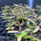 Luojuny Graines de Crispus, 100pcs / sac Graines de Potamogeton Crispus Plantes aquatiques hygrophiles Respectueux de l'environnement Réservoir de poissons d'eau douce Semis d'herbe pour étang Des