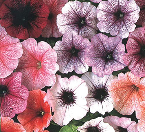 Viridis Hortus - 30 x Petunia Multiflora Reflection Mix F1 Pelleted Flower Seeds