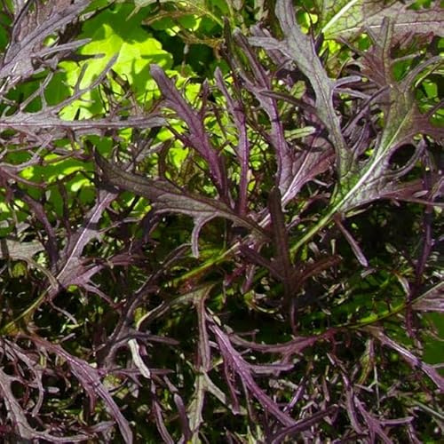 500 Mizuna Red Leaf Mustard Seeds for Planting Heirloom Non GMO 1+ Grams Garden Vegetable Bulk Survival Microgreems Mustard Sprouts