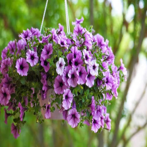 100 semillas de petunia morada