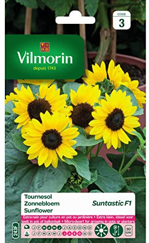 Vilmorin Sachet graines Tournesol Suntastic F1 - Helianthus annuus