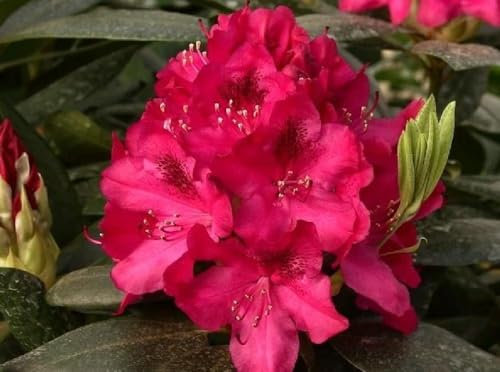 Rhododendron Nova Zembla Red Evergreen Shrub Plant Extra Large in a 10 Litre Pot by DirectPlants™