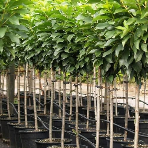 Müllers Zwergkirsche Zwergkirschenbaum Süßkirsche Kirschbaum Balkonobst ca. 80-120 cm 5 L Topfballen