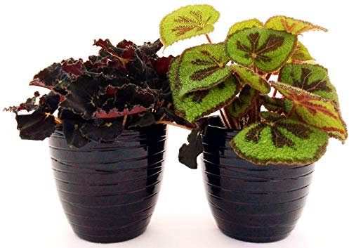 POWERS TO FLOWERS - BEGONIA REX JUNGLE BLACK e MASONIANA IN VASO CERAMICA NERO A RIGHE, piante vere