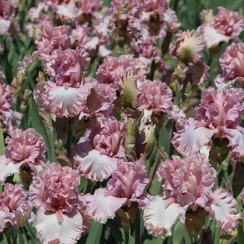 bulbi iris di api iris di primavera balcone letti elevati interni resistenti balcone robusta ufficio giardino bonsái interni 5 pezzi