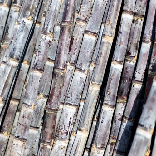 semi di canna da zucchero, di fresca da giardino Saccharum officinarum, da frutto colonnari, resistenti all'inverno frutto 350pcs