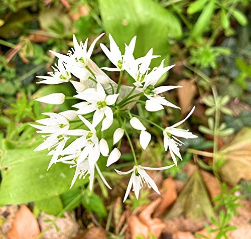 2 Bulbs of Allium ursinum (Wild Garlic) Includes Postage
