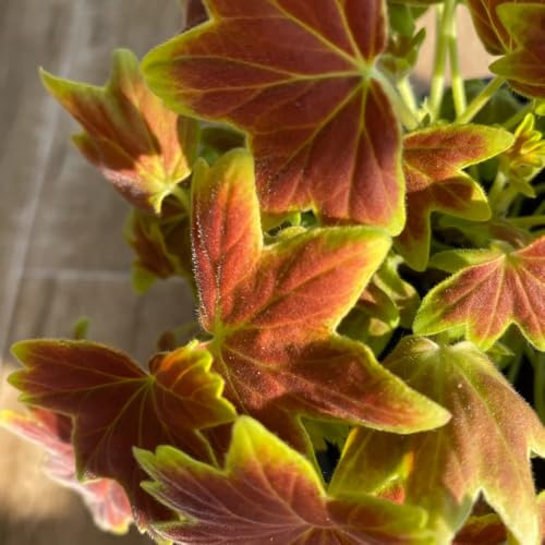 semillas de geranio, interior exóticas Decoraciones jardín exteriores Variedades antiguas y resistentes rocas 180pcs