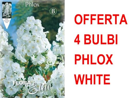 OFFERTA 4 BULBI PHLOX WHITE BULBS BULBES