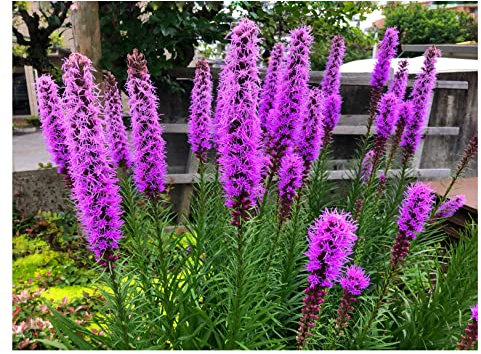 Liatris Spicata Bulbs 10 Pack – Blazing Star Gayfeather Hardy Perennial Garden Flowers – Purple Pollinator Friendly Summer Flowering Bulbs – Proper Corms – Oliwier's Bulbs