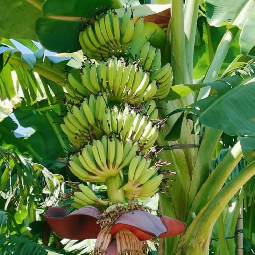 bananenpflanze banane, obstbäume garten winterhart bananenbaum, obstbäume winterharte garten balkonpflanzen 90samen