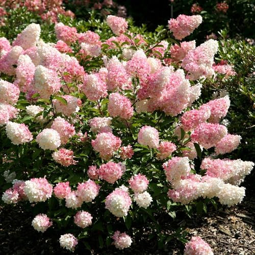 Plant Theory Vanille Fraise Hydrangea Paniculata Shrub Plant 2L Pot