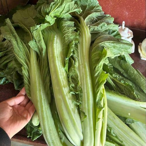 semillas de mostaza organicas - semillas de silvestres Cama decorativas Techo verde 50pcs