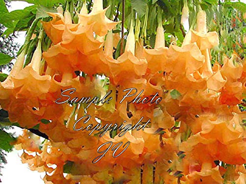Portal Cool Orange Ens- Seeds 8 Samen Brugmansien der Blüte!